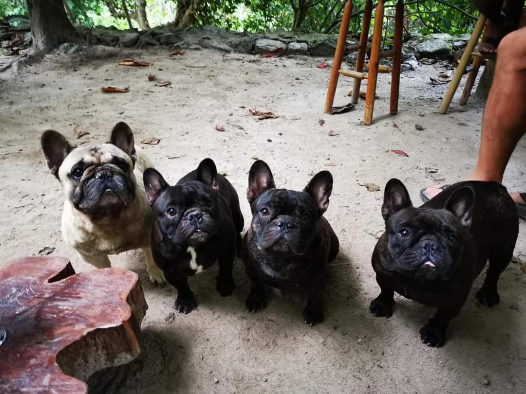 Casa Rural Aroma De Campo Curubande Ngoại thất bức ảnh